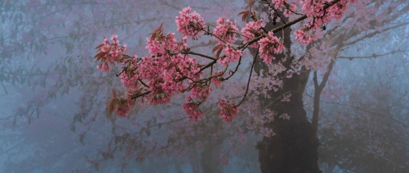 A股2023年終總結(jié) 花非花，霧非霧