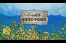 刺梨出山，一顆山野小果的拼多多變形記
