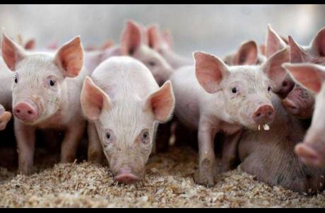 三季度凈利潤(rùn)大跌65！溫氏股份，陷入模式之困